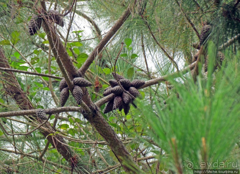 Природа нац. парка Андасибе