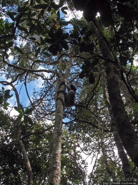 Природа нац. парка Андасибе