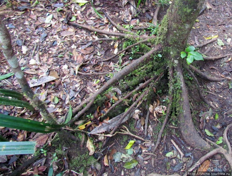 Природа нац. парка Андасибе