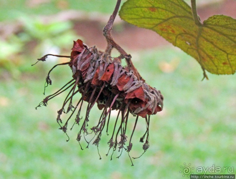 Природа нац. парка Андасибе