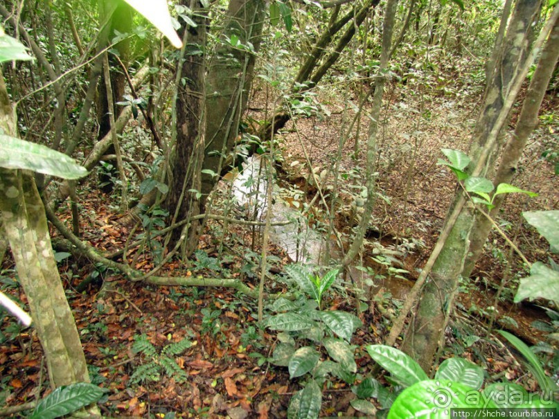 Природа нац. парка Андасибе