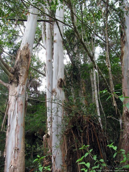 Природа нац. парка Андасибе