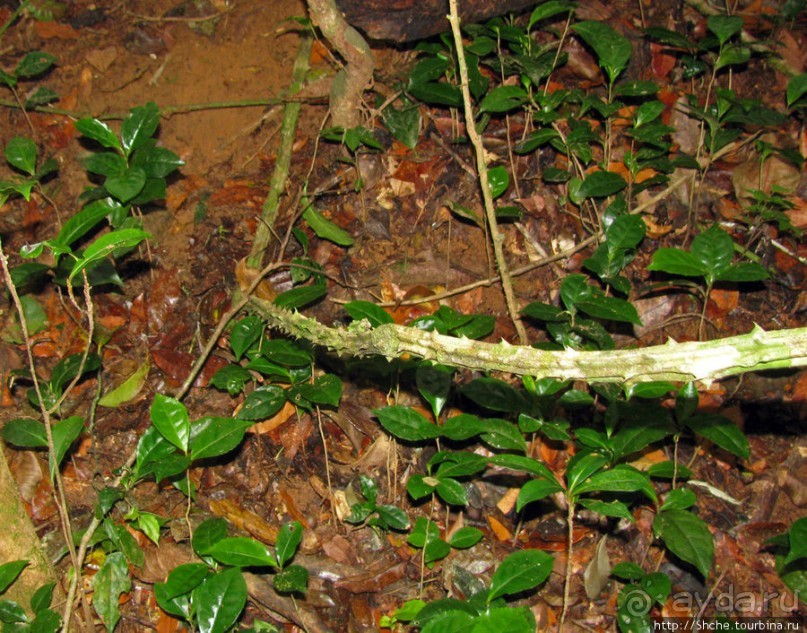 Природа нац. парка Андасибе