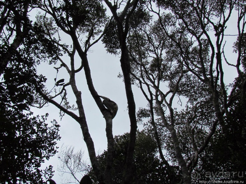 Природа нац. парка Андасибе