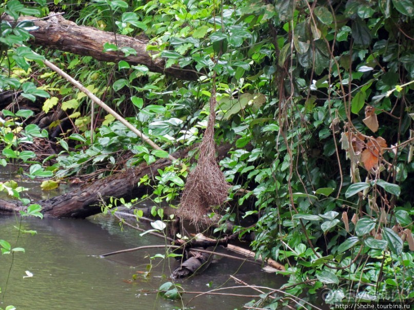 Природа нац. парка Андасибе