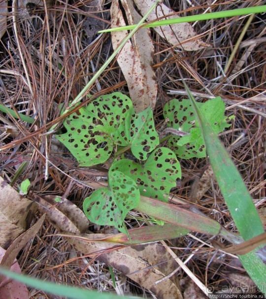 Природа нац. парка Андасибе