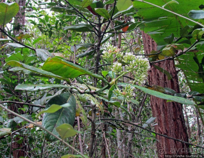 Природа нац. парка Андасибе