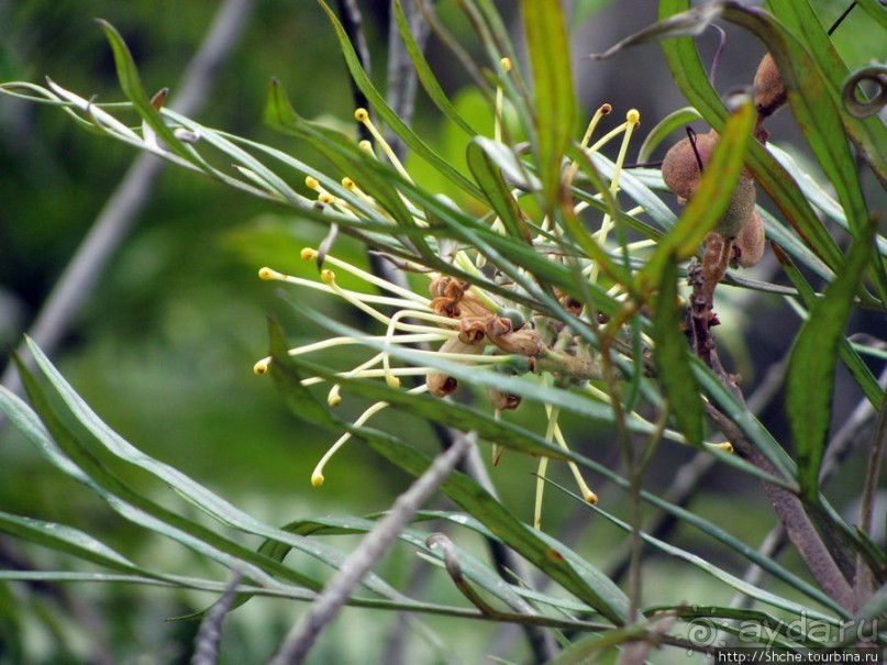 Природа нац. парка Андасибе