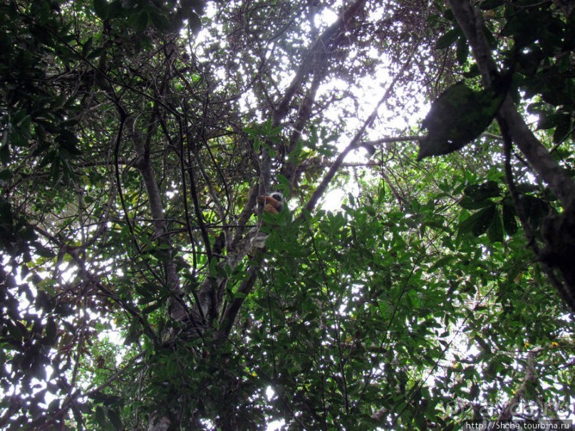 Природа нац. парка Андасибе