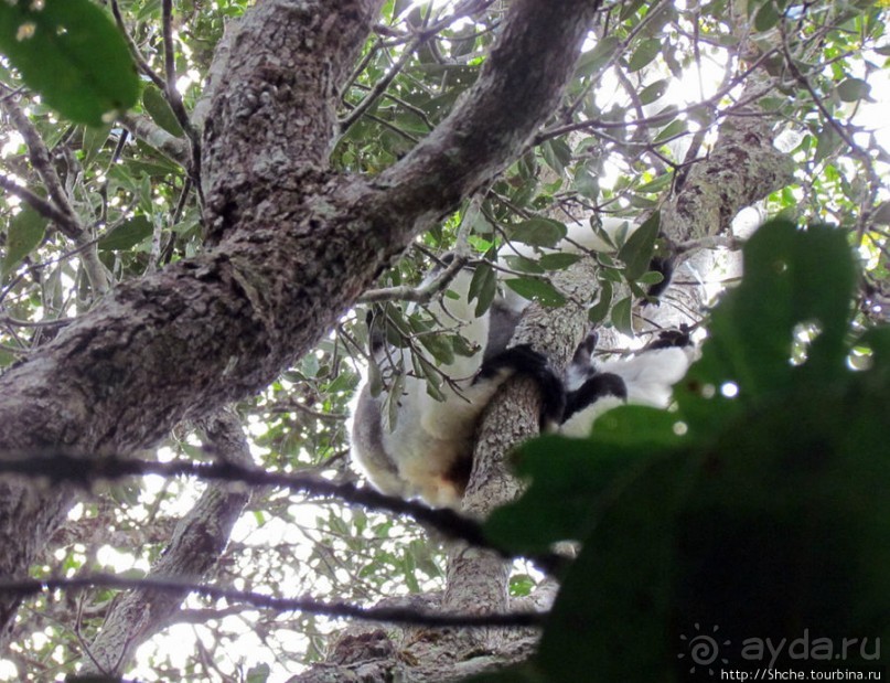 Природа нац. парка Андасибе