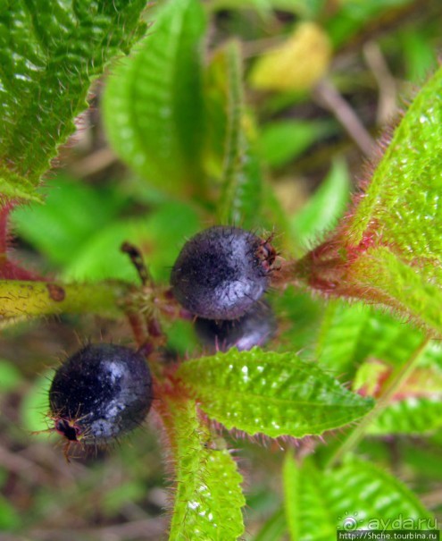 Природа нац. парка Андасибе