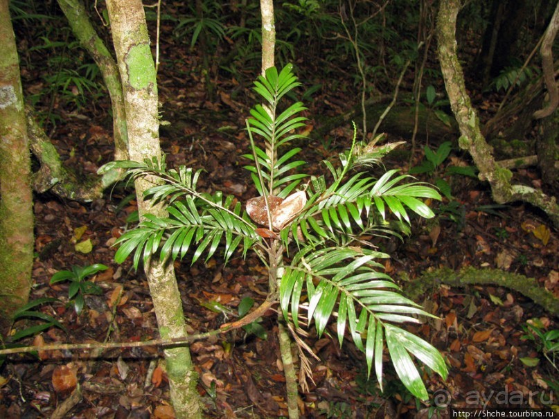 Природа нац. парка Андасибе