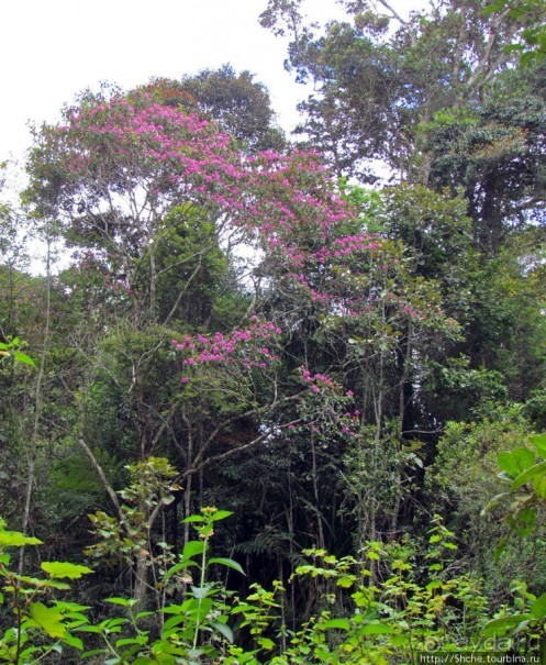 Природа нац. парка Андасибе