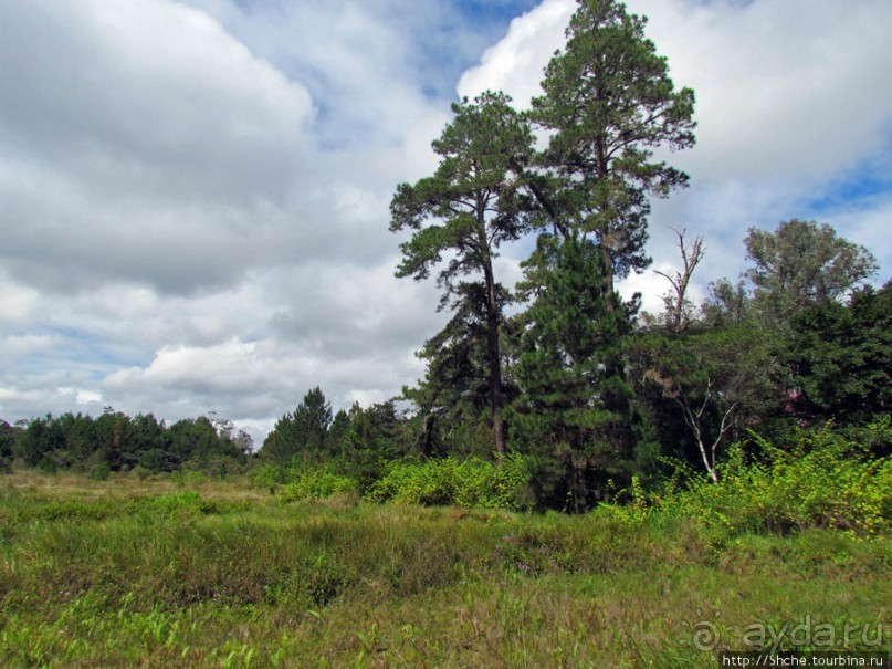 Природа нац. парка Андасибе