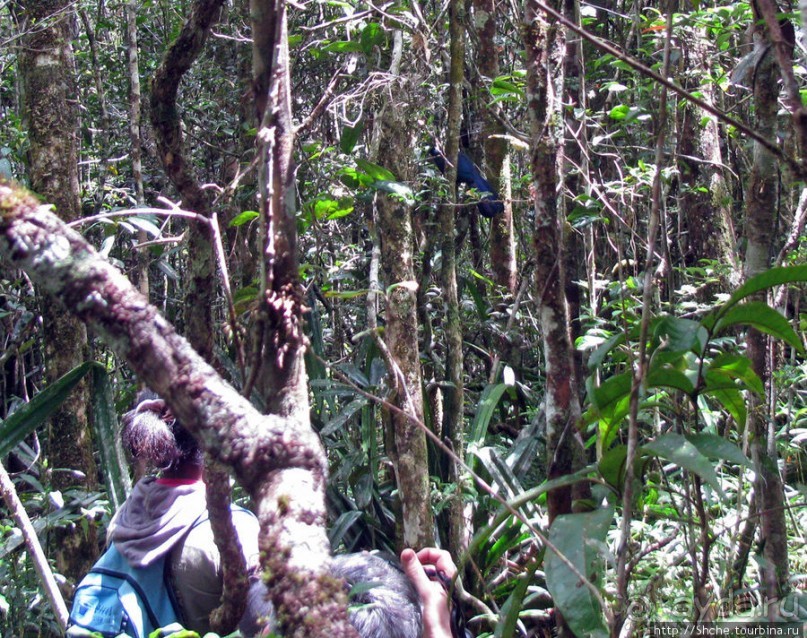 Природа нац. парка Андасибе