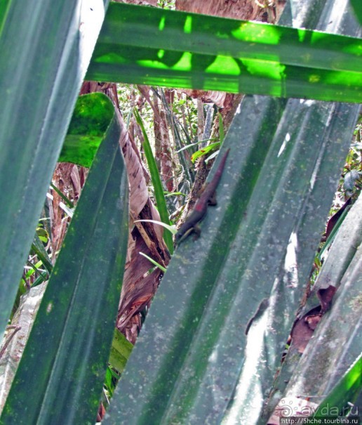 Природа нац. парка Андасибе