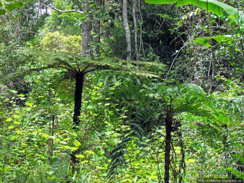 Природа нац. парка Андасибе