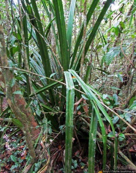 Природа нац. парка Андасибе