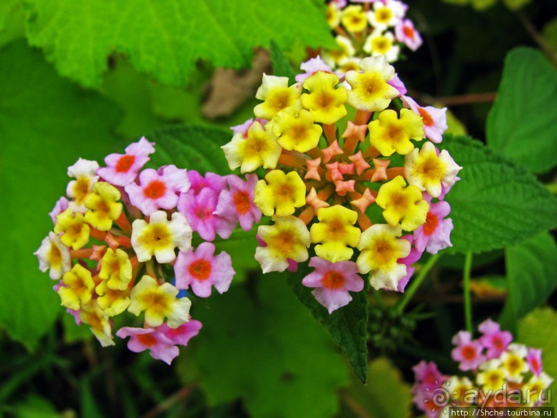 Природа нац. парка Андасибе