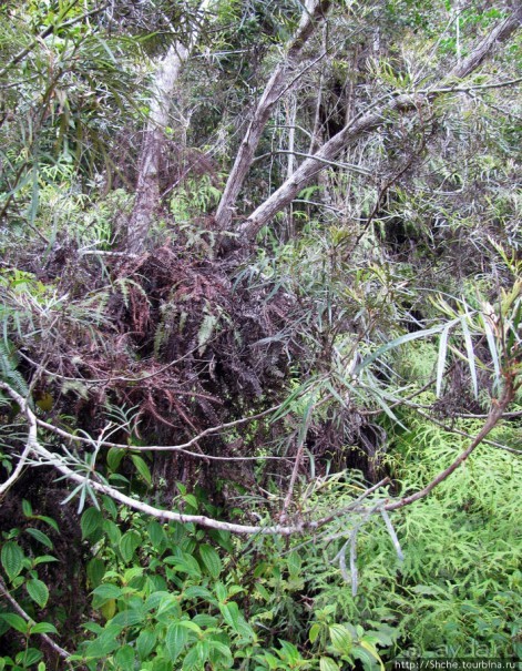 Природа нац. парка Андасибе