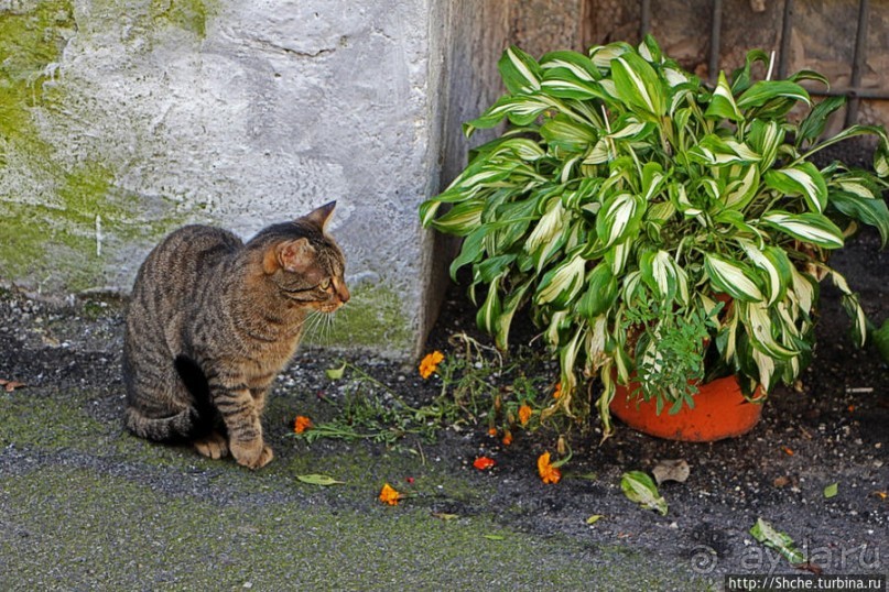 Пьемонтские тупики. Варалло