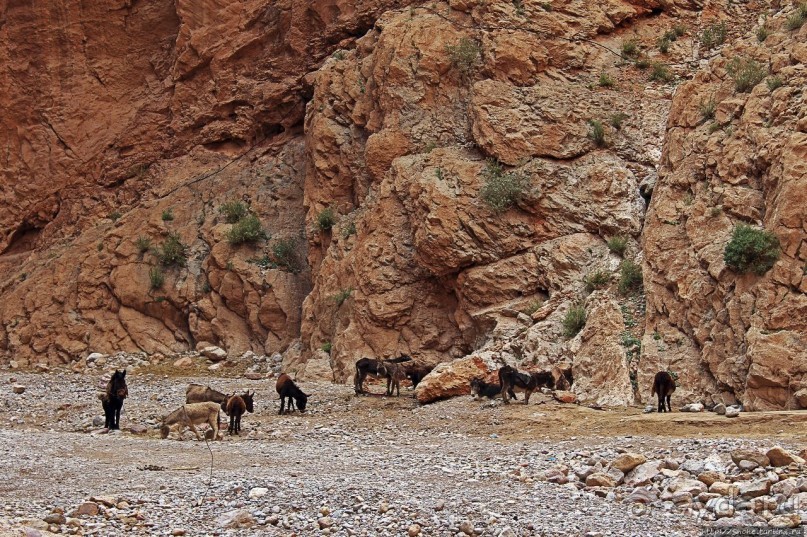 Живописное Марокко. Ущелье Тодра