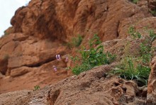 Живописное Марокко. Ущелье Тодра