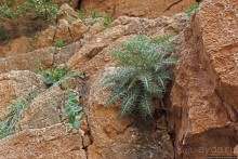 Живописное Марокко. Ущелье Тодра