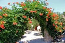 Уютная церквушка в оливковом саду