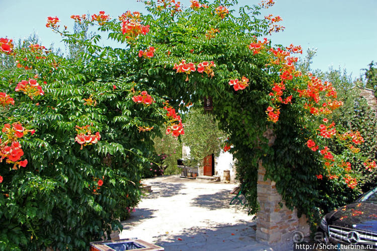 Уютная церквушка в оливковом саду