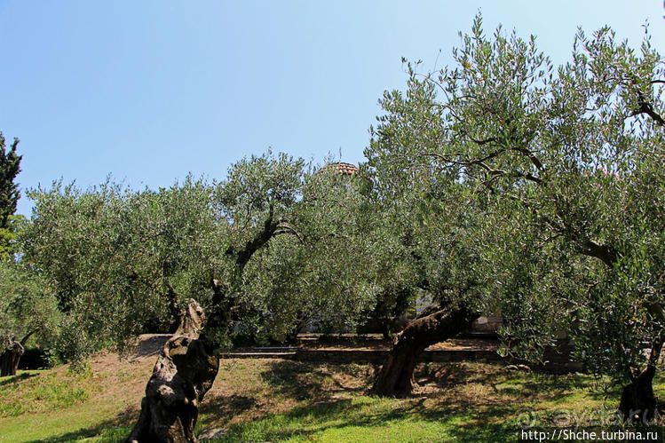 Уютная церквушка в оливковом саду