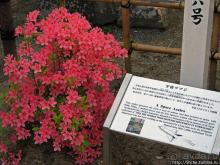 Карасу-дзё, или Замок ворона — средневековый замок Мацумото