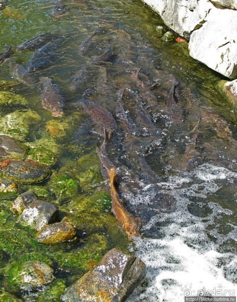 Карасу-дзё, или Замок ворона — средневековый замок Мацумото