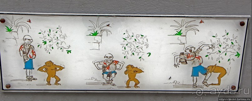 Люблю когда все понятно без слов... Обезьяны в Гибралтаре