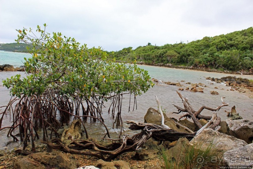 У природы нет плохой погоды (кусочек полудиких Бермуд)