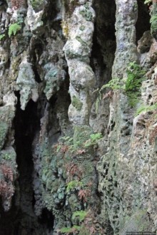 У природы нет плохой погоды (кусочек полудиких Бермуд)