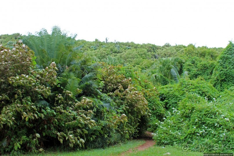 У природы нет плохой погоды (кусочек полудиких Бермуд)