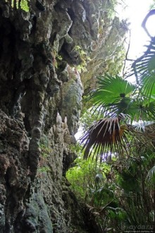 У природы нет плохой погоды (кусочек полудиких Бермуд)