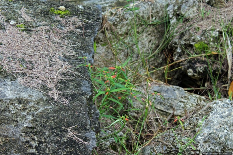 У природы нет плохой погоды (кусочек полудиких Бермуд)