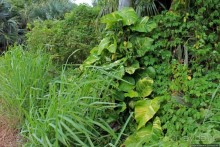 У природы нет плохой погоды (кусочек полудиких Бермуд)