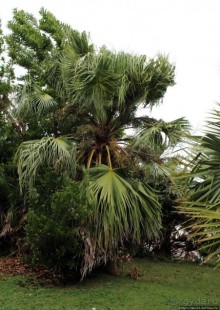 У природы нет плохой погоды (кусочек полудиких Бермуд)