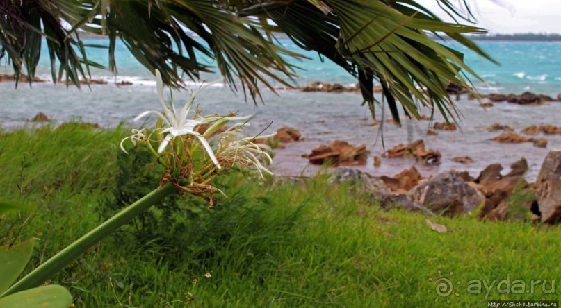 У природы нет плохой погоды (кусочек полудиких Бермуд)