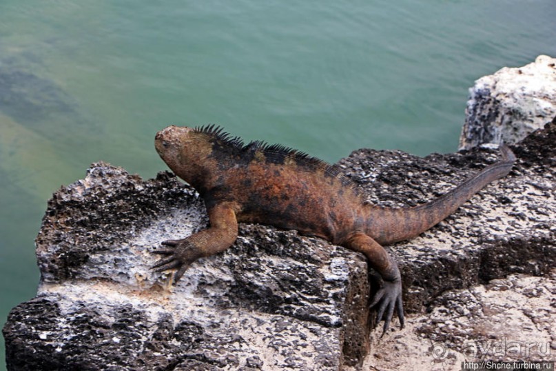 Playa Mansa — идеальная бухта для купания и неги