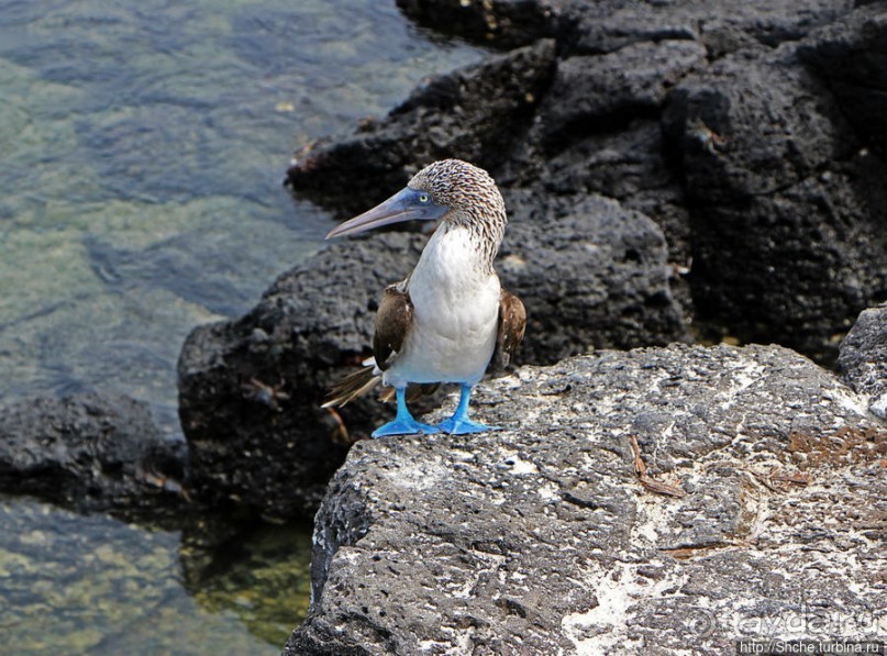 Playa Mansa — идеальная бухта для купания и неги