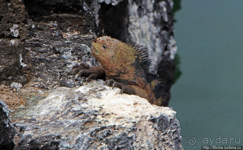 Playa Mansa — идеальная бухта для купания и неги