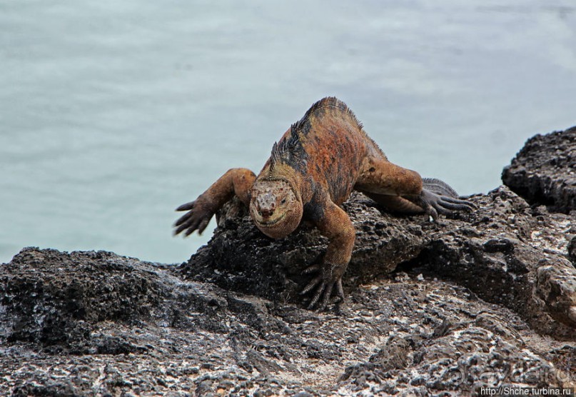 Playa Mansa — идеальная бухта для купания и неги
