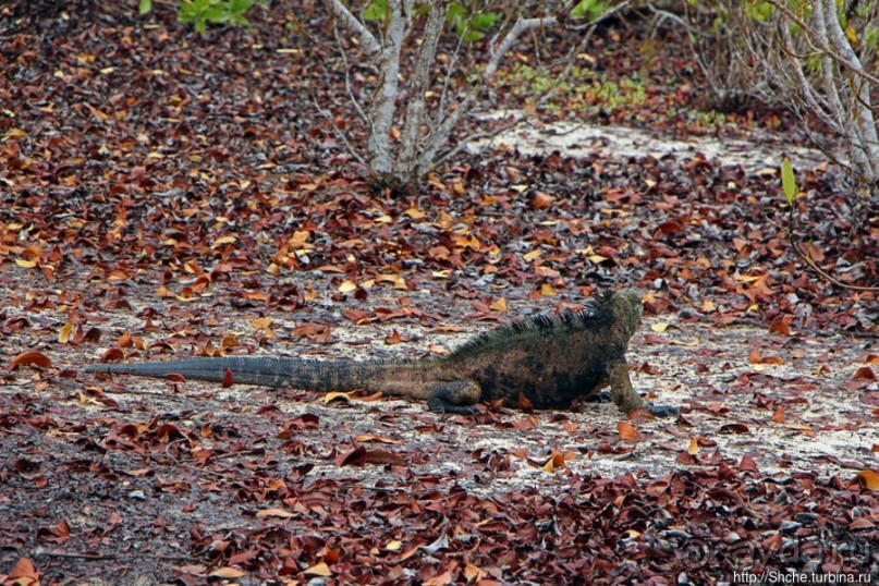 Playa Mansa — идеальная бухта для купания и неги