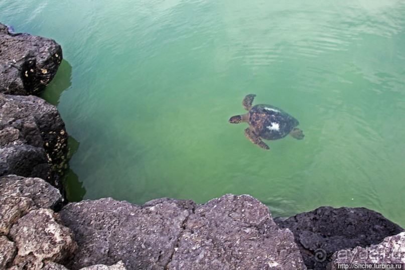 Playa Mansa — идеальная бухта для купания и неги