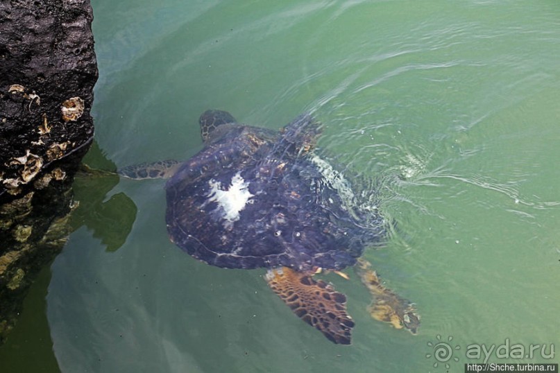 Playa Mansa — идеальная бухта для купания и неги