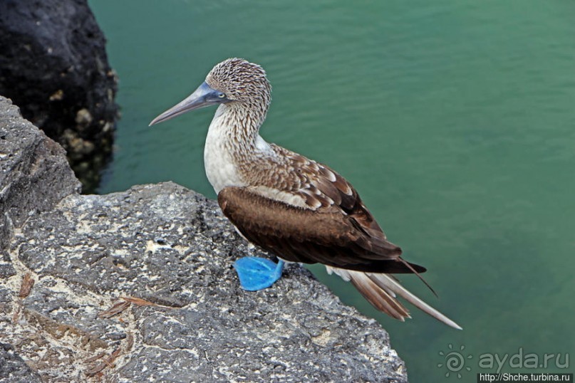 Playa Mansa — идеальная бухта для купания и неги